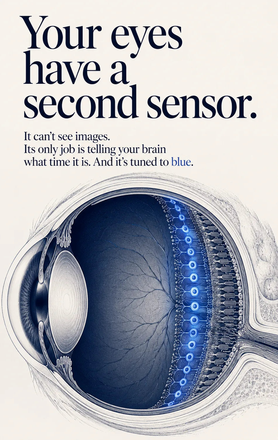 Illustration explaining non-visual light sensing and circadian timing
